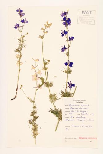 Rocket Larkspur specimen