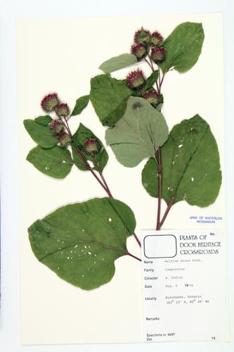 Lesser Burdock; Common Burdock  specimen