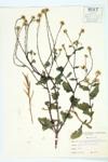 Wild Mustard; Charlock  specimen