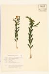 Bastard Toadflax specimen