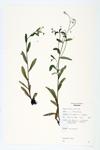 Smaller Forget-me-not; Tufted Forget-me-not specimen