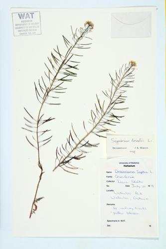 Loesel's Water-cress; Tall Hedge Mustard specimen