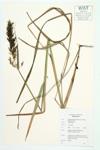 Indian Grass; Pure Indian Grass specimen