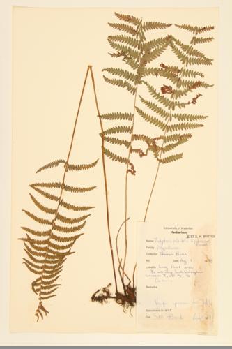 Marsh Fern; Marsh Shield-fern; Eastern Marsh Fern specimen