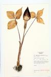 Jack-in-the-pulpit; Indian Turnip specimen