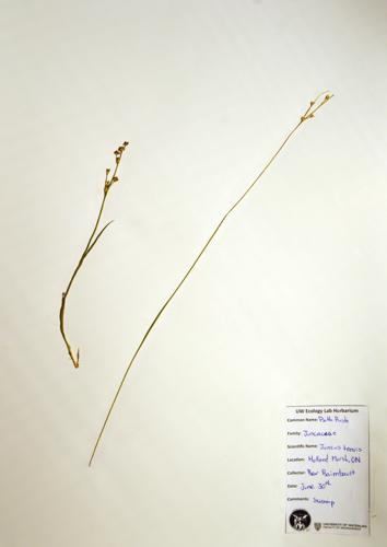 Path Rush; Yard Rush specimen