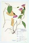 Hedge Bindweed specimen