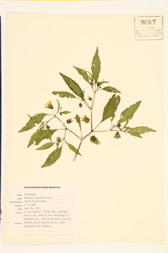 Longleaf Groundcherry; Virginia Ground-cherry; Smooth Ground-cherry specimen