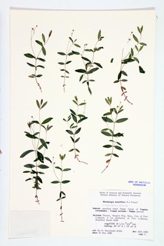 Blunt-leaved Sandwort; Grove Sandwort  specimen