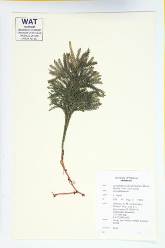 Tree Club Moss specimen