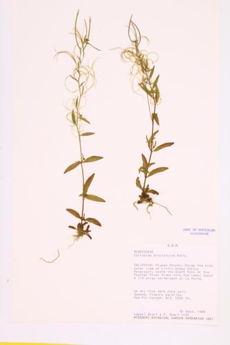 Fringed Willow-herb  specimen