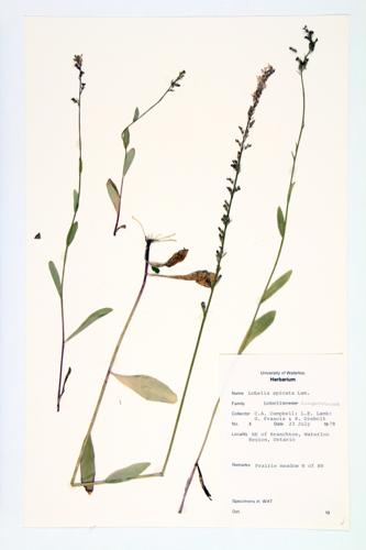 Pale-spiked Lobelia specimen