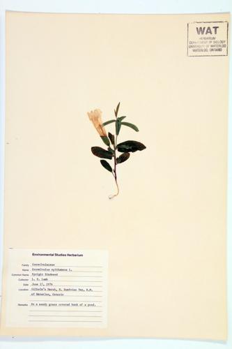 Upright Bindweed; Low Bindweed specimen