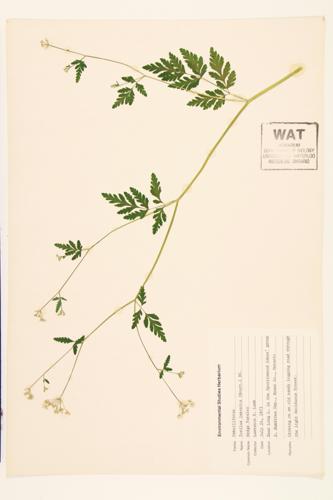 Knotted Hedge Parsley;  Japanese Hedge Parsley; Erect Hedge Parsley specimen