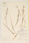 Little Bluestem specimen