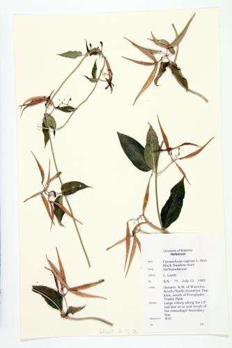 Black Swallow-wort specimen