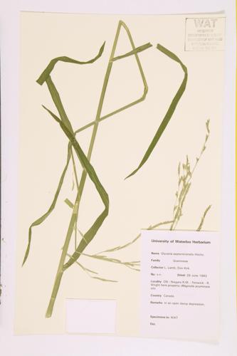 Eastern Mannagrass; Floating Mannagrass specimen