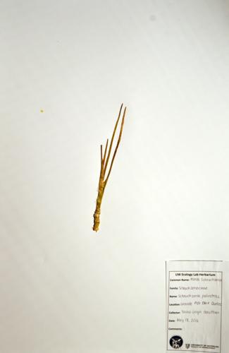 Marsh Scheuchzeria specimen