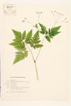 Clayton's Sweetroot; Hairy Sweet Cicely specimen