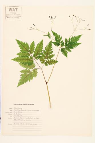 Clayton's Sweetroot; Hairy Sweet Cicely specimen