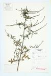 Hedge Mustard; Hedge Water-cress specimen