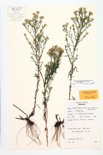 Hairy Aster; Frost Aster specimen