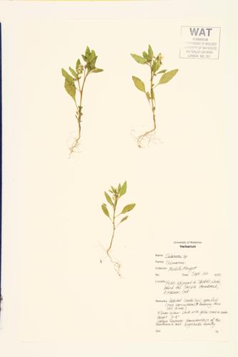 Nightshade specimen