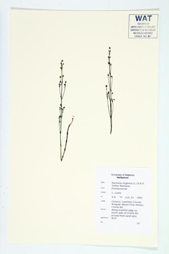 Yellow Bartonia; Yellow Screwstem specimen