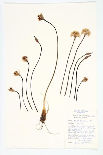 Wild Leek specimen