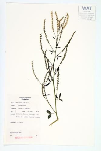 White Sweet-clover; White Melilot   specimen