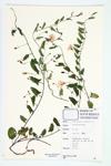 Small Bindweed; Field Bindweed specimen