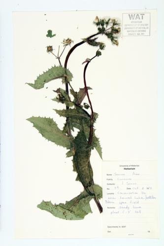 Spiny Annual Sow-thistle; Spiny-leaved Sow-thistle specimen