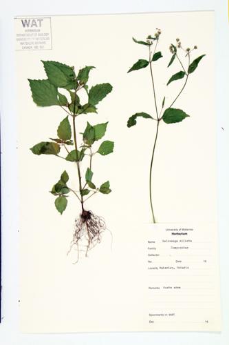 Shaggy Soldier; Hairy Galinsoga; Quick Weed specimen