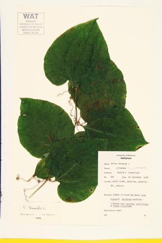 Smooth Carrion Flower; Herbaceous Carrion Flower specimen