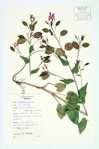 Satin-flower; Annual Honesty specimen