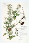 Common Blue Wood Aster; Heart-leaved Aster  specimen