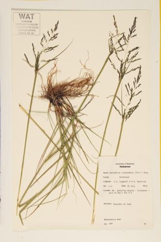 Sand Dropseed; Sand Rush Grass specimen