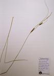 Wire Sedge specimen