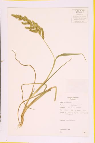 Grasses specimen