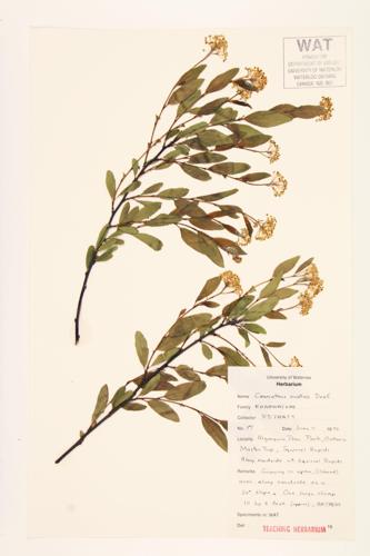 Narrow-leaved New Jersey Tea; Herbaceous Red-root specimen