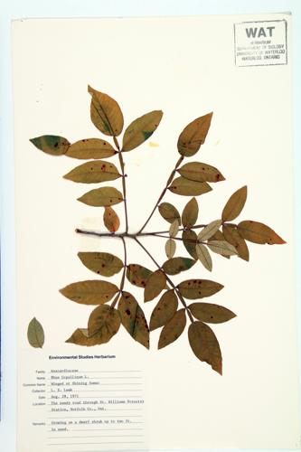 winged sumac specimen