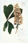 Horse Chestnut specimen