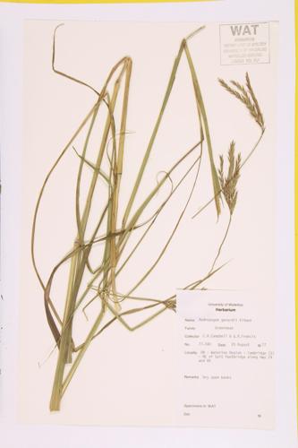 Big Bluestem; Hall's Beard Grass specimen