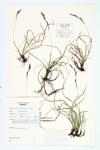 Richardson's Sedge; Prairie Hummock Sedge  specimen