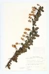 Common Barberry; European Barberry specimen