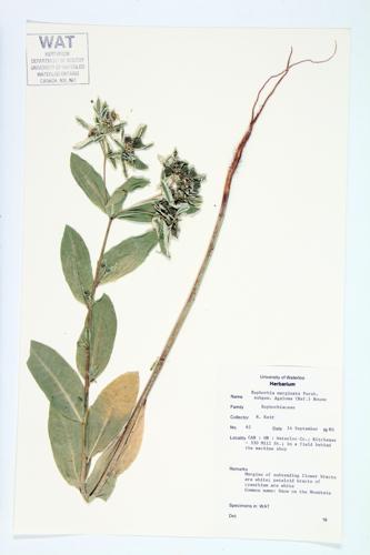 Snow on the Mountain Spurge; Ghostweed specimen