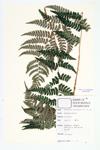 Marginal Wood Fern; Marginal Shield Fern  specimen