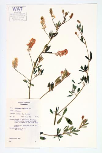 Alfalfa; Sickle Medick; Yellow Alfalfa specimen