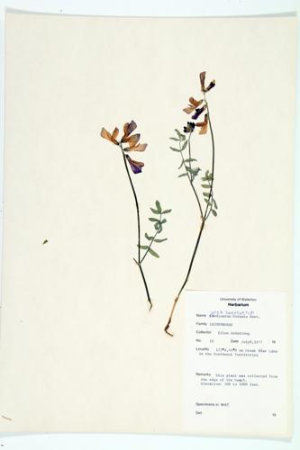 Utah Sweetvetch; Mackenzie's Hedysarum specimen