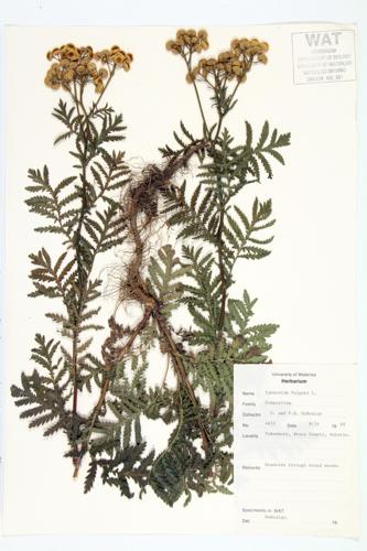 Common Tansy; Tansy specimen